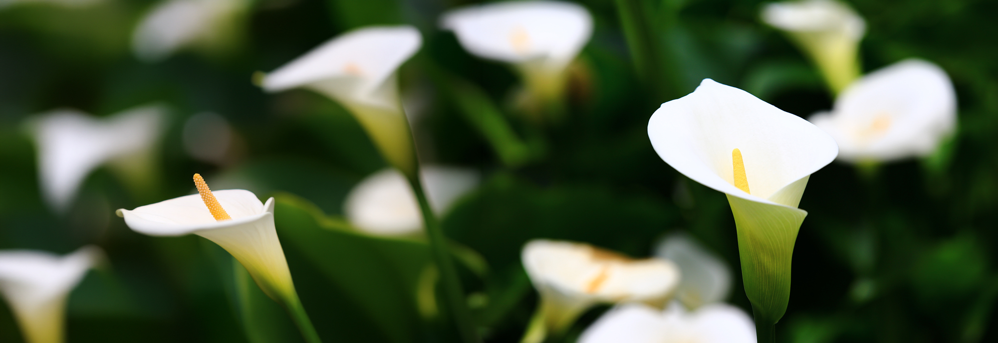weeds-bushland-arum_lily-benner