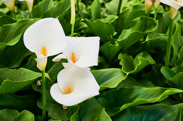 Arum lily