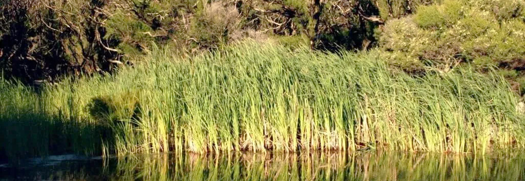 Typha orientalis
