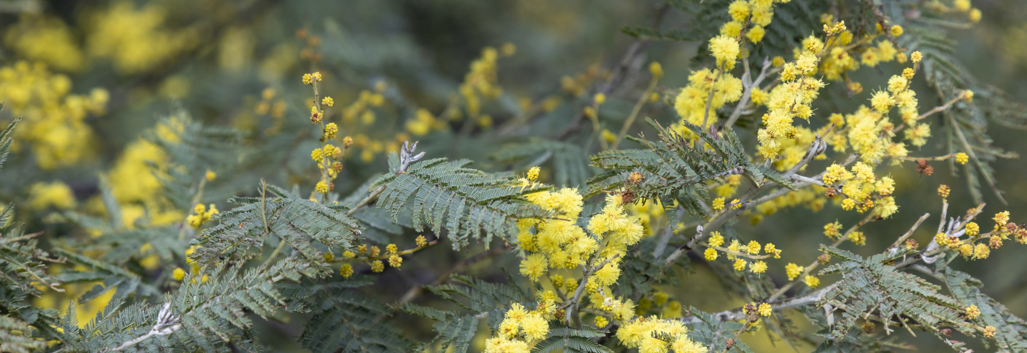 Acacia dealbata