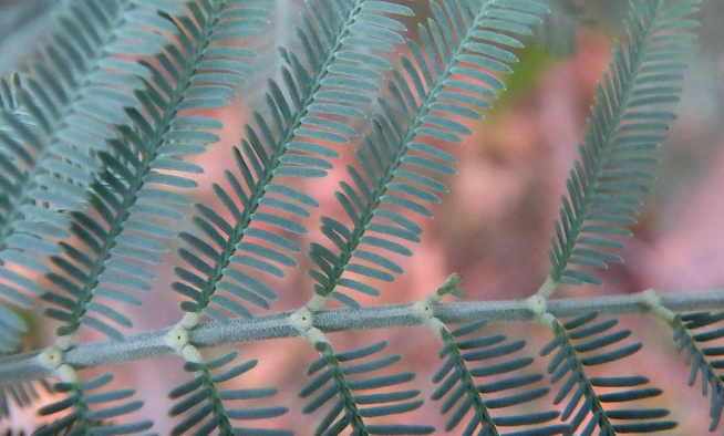 Leaves