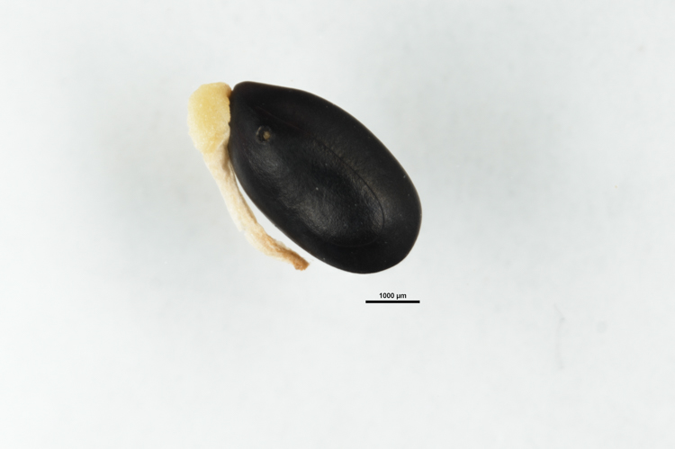 Seed