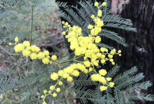 Acacia dealbata
