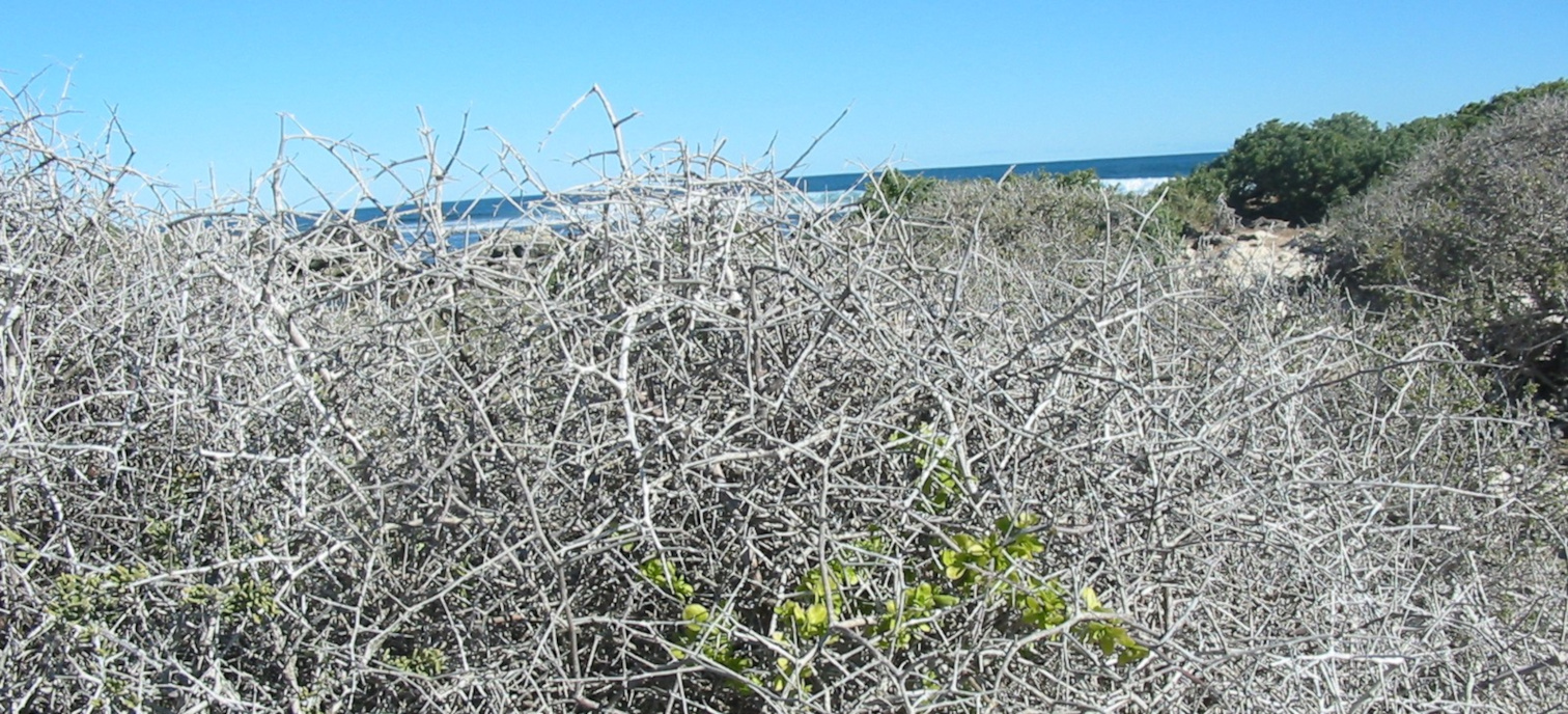 Boxthorn (DBCA)