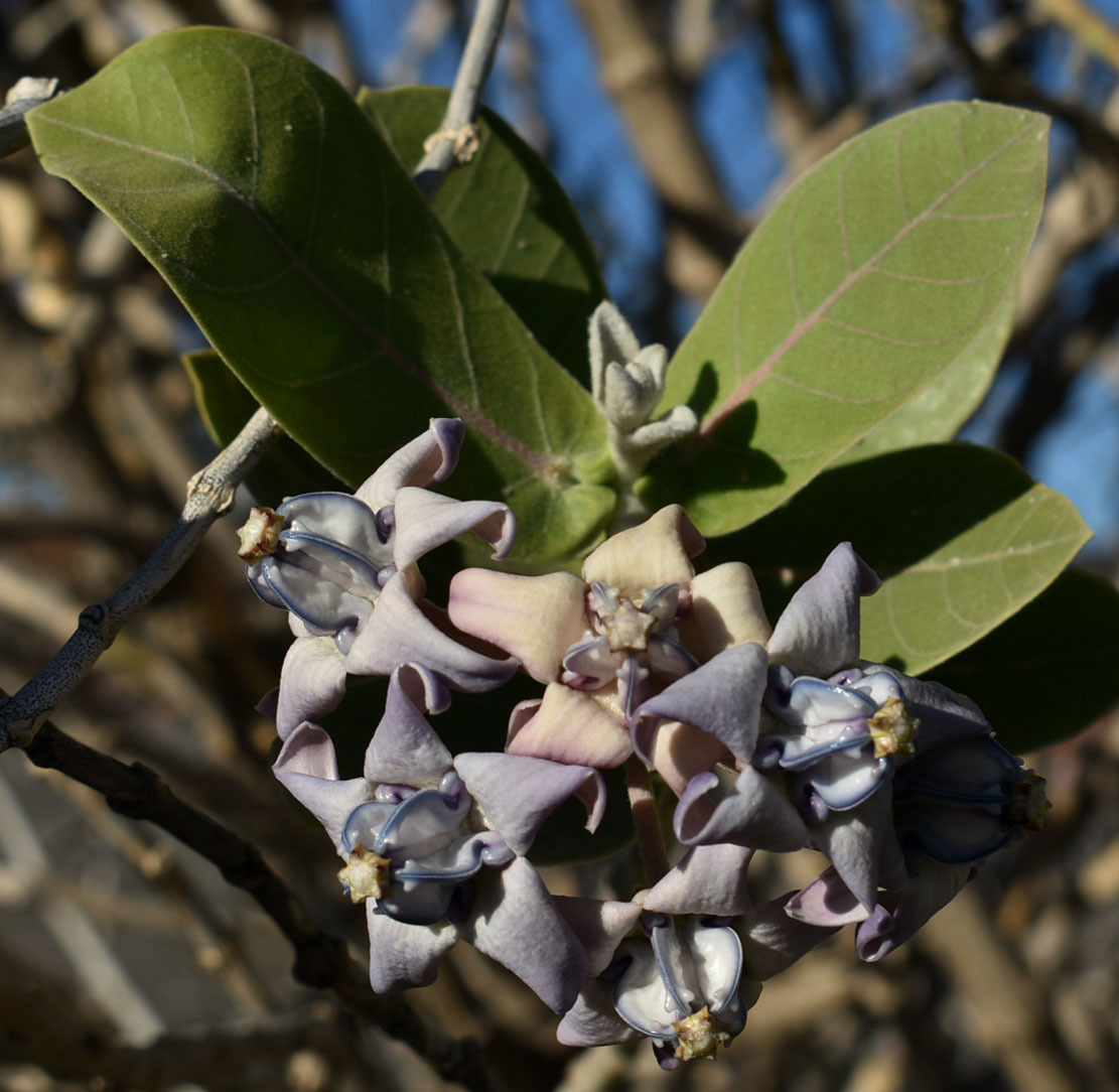 C. gigantea flowers