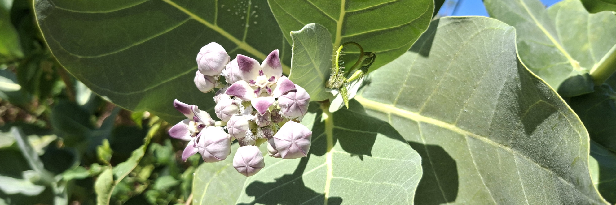 Calotropis (DBCA)