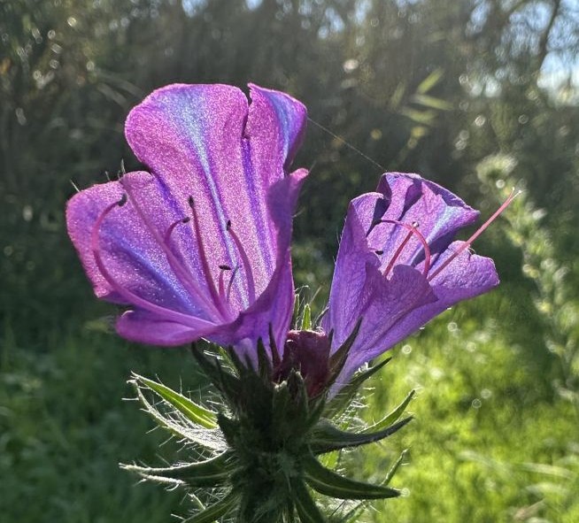 Echium plantagineum flower © Sid Miller