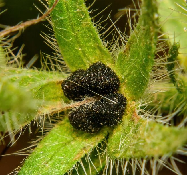 Echium plantagineum fruits © Ariel Rotondo