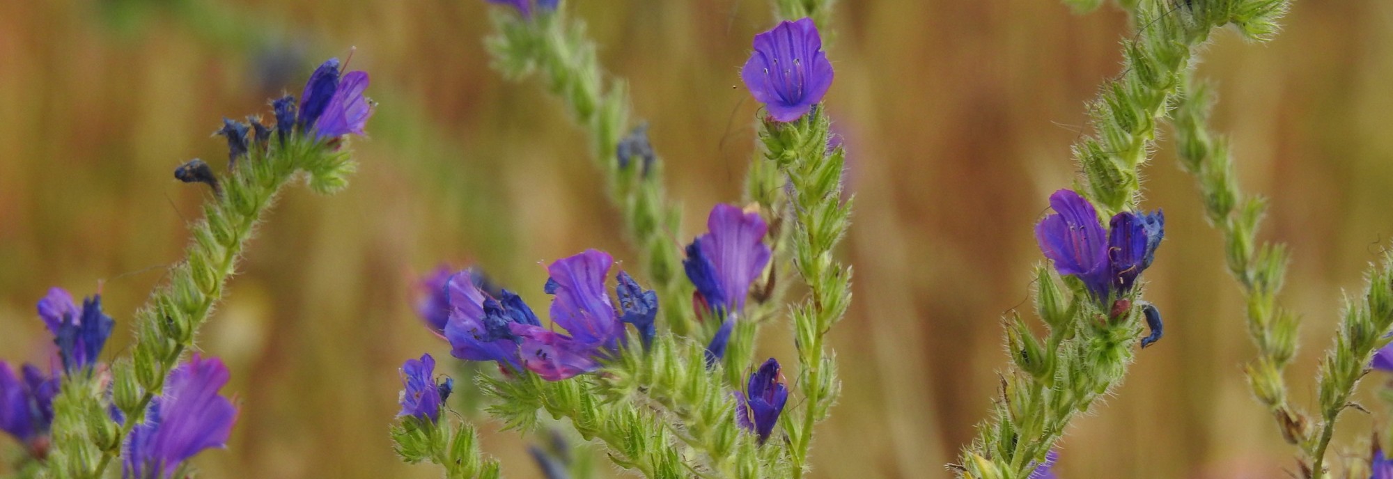 Echium plantagineum © Duarte Frade