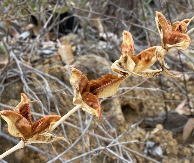 Gladiolus caryophyllaceus dried and open fruits. © Roger Latham