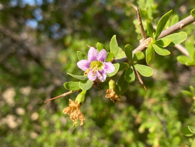 Boxthorn (inaturalist https://www.inaturalist.org/photos/641854080)