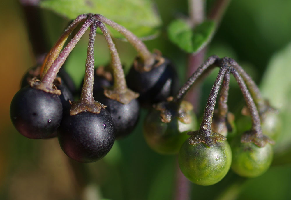 Berries