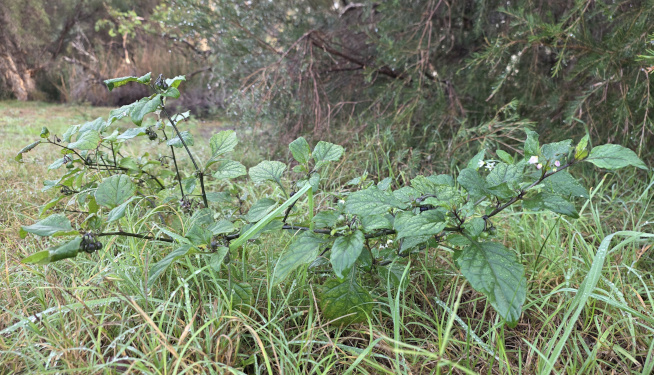 Plant (DBCA)
