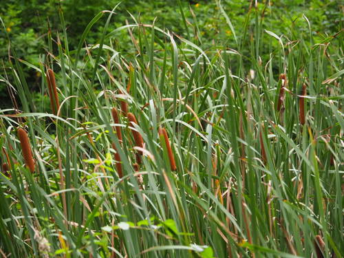 Typha/Bullrush