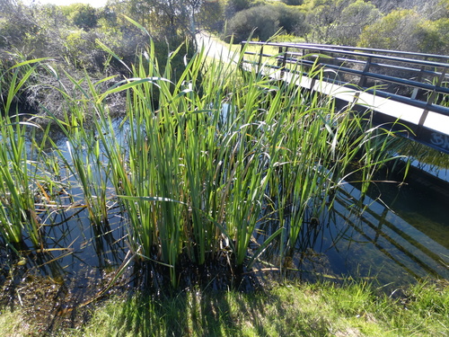 Typha in waterways