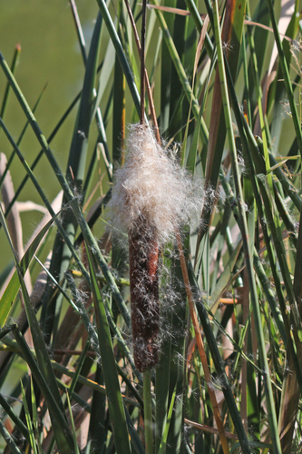 Seed