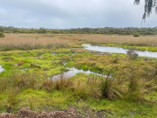 Amazon frogbit Yanchep Lake (DBCA)
