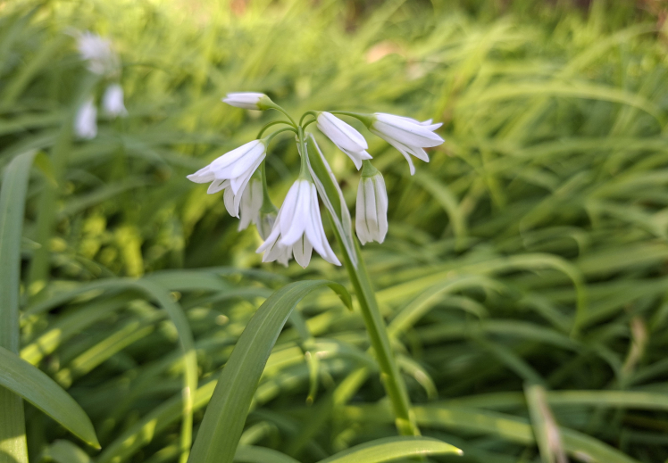 Allium triquetrum (DBCA)