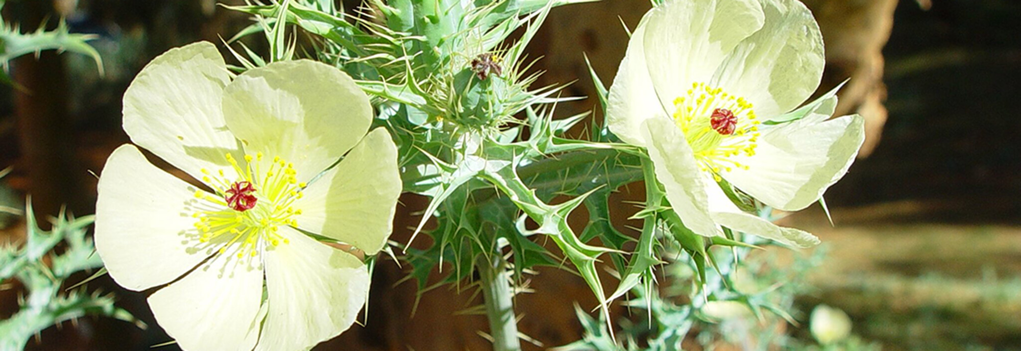 Mexican Poppy flowering © andysteed