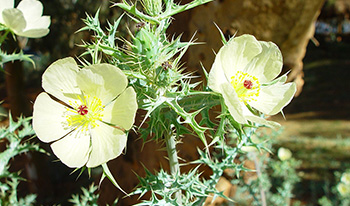 Mexican Poppy flower © andysteed