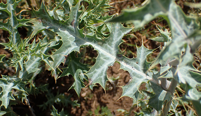 Mexican poppy leaf © Wynand Uys