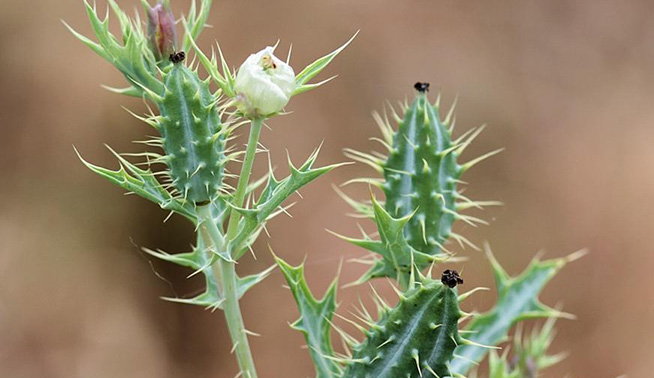 Mexican Poppy fruit © Nikola Van Berkel 