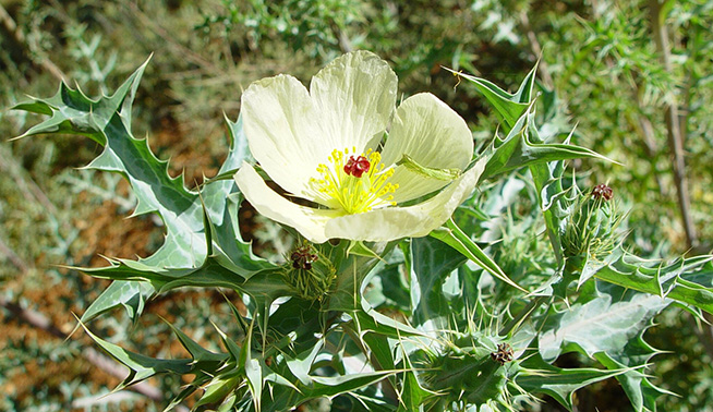 Mexican poppy flower © geoffbryne