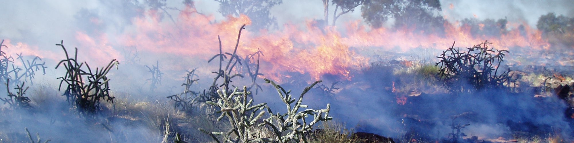 Burning for cactus control - DBCA