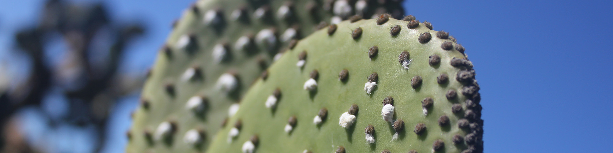 Cochineal biocontrol on Opuntia cactus - DBCA Goldfields