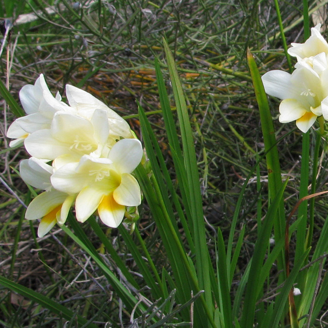 Sparaxis and Freesia