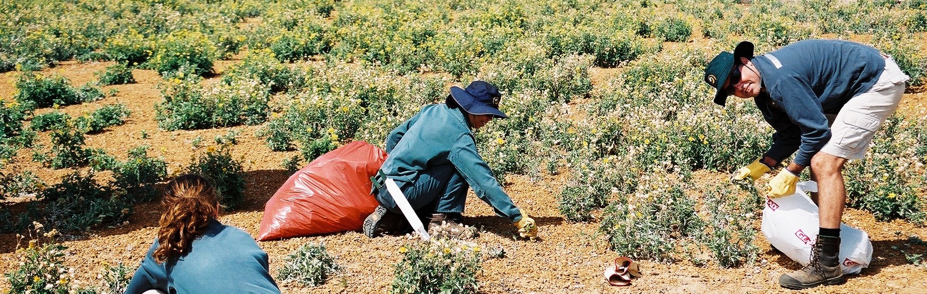 Physical removal of Verbesina on Abrolhos Island. DBCA