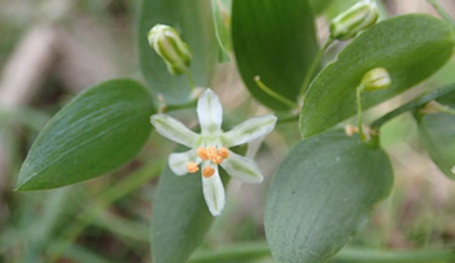 Bridal creeper © Helen Schofield
