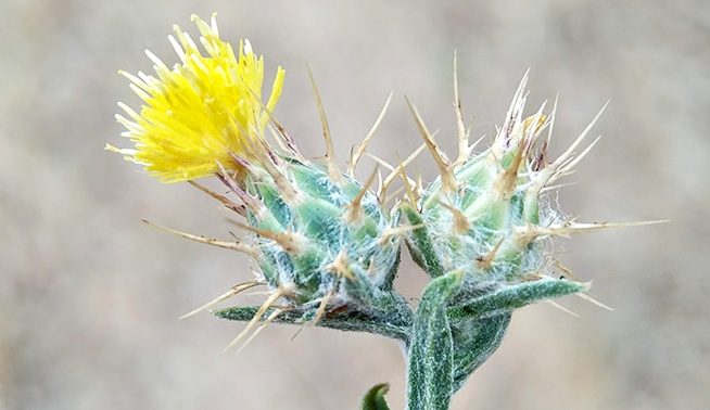 Maltese cockspur flower and bud @ andysteed