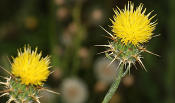 Maltese cockspur/Malta Thistle flowers