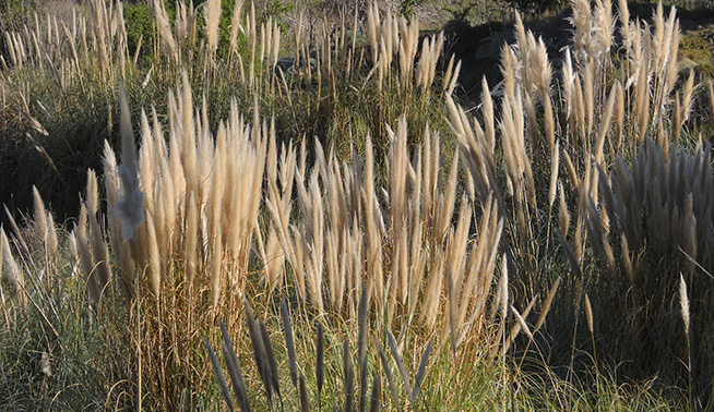 Pampas grass inflorescence © Hugh Berry