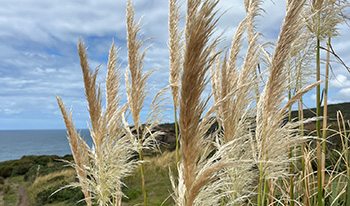 Pampas grass inflorescence ©summer08
