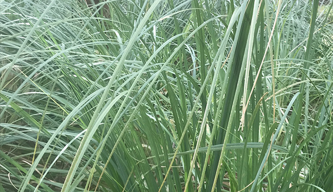 Pampas grass leaf blades © sahronhaylen