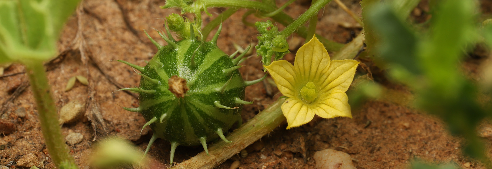 Prickly paddy melon fruit and flower © Sarah Sun