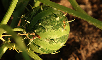 Prickly paddy melon fruit © Neville Hudson