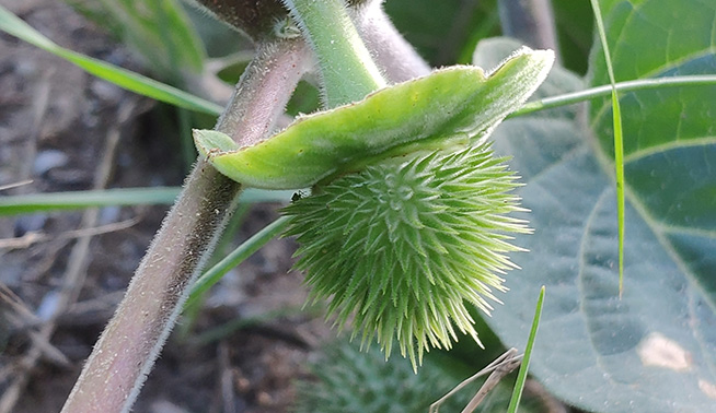 Downy thornapple fruit close up © diegocook