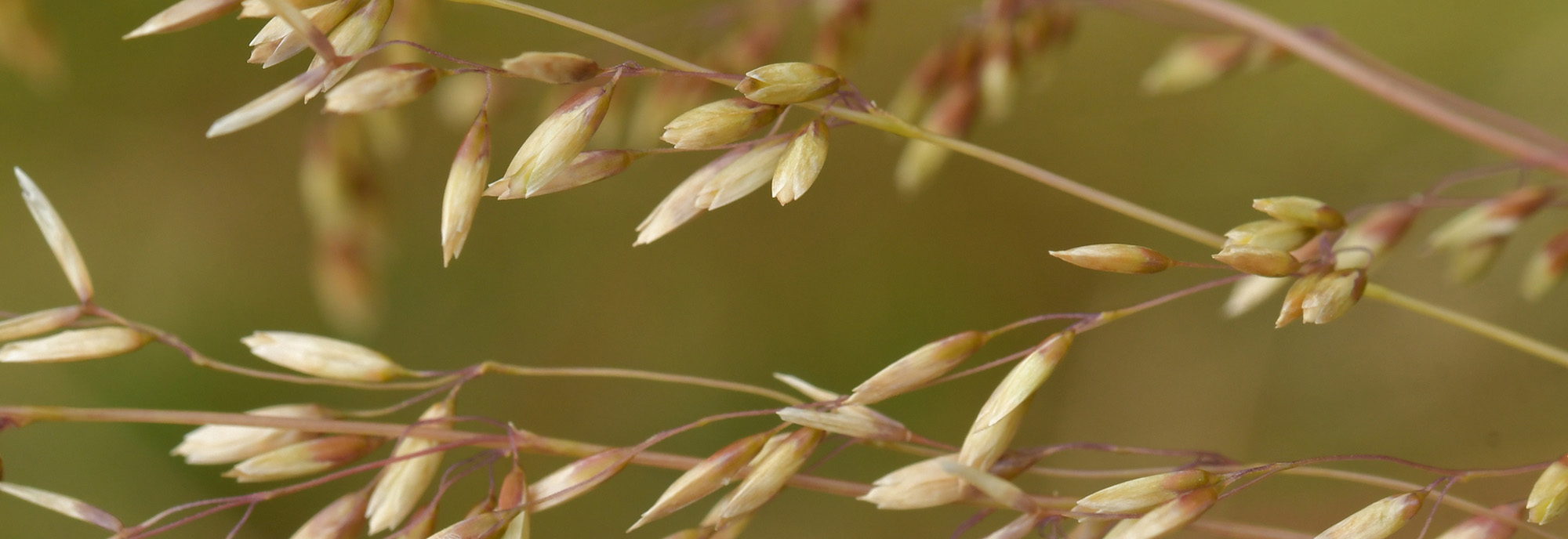 Perennial Veldt grass​ flowers pre-opening © Christopher Stephens