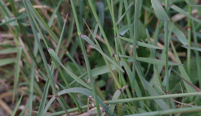 ​​Perennial Veldt grass​ leaf close up © chris