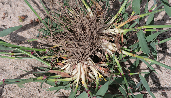 ​​Perennial Veldt grass​ © Richard Boon