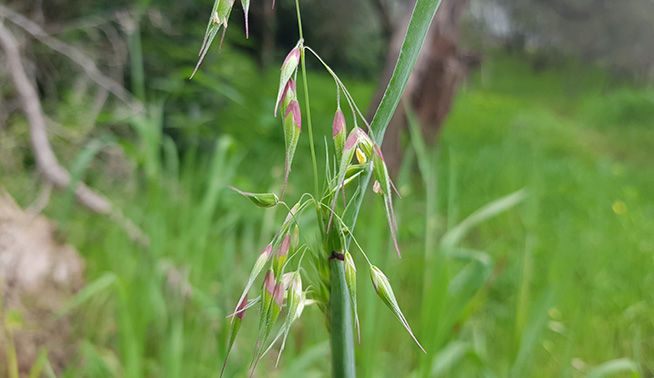 Annual Veldt Grass​ leaf blades and flowers © Lek Kauv