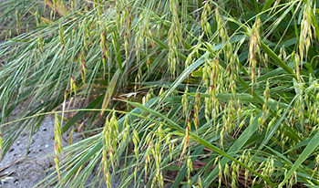Annual veldt grass infestation © smathichong