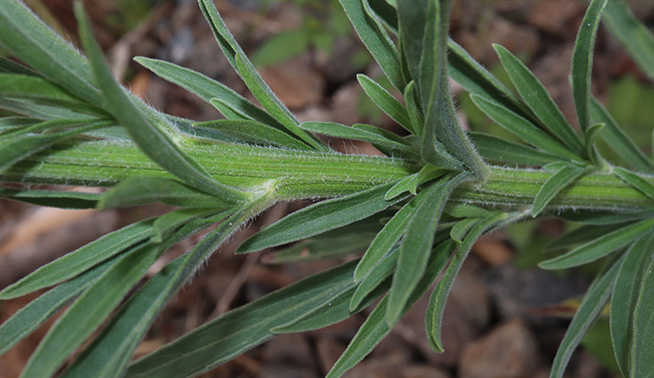 Flaxleaf fleabane leaf and stem © Thomas Mesaglio