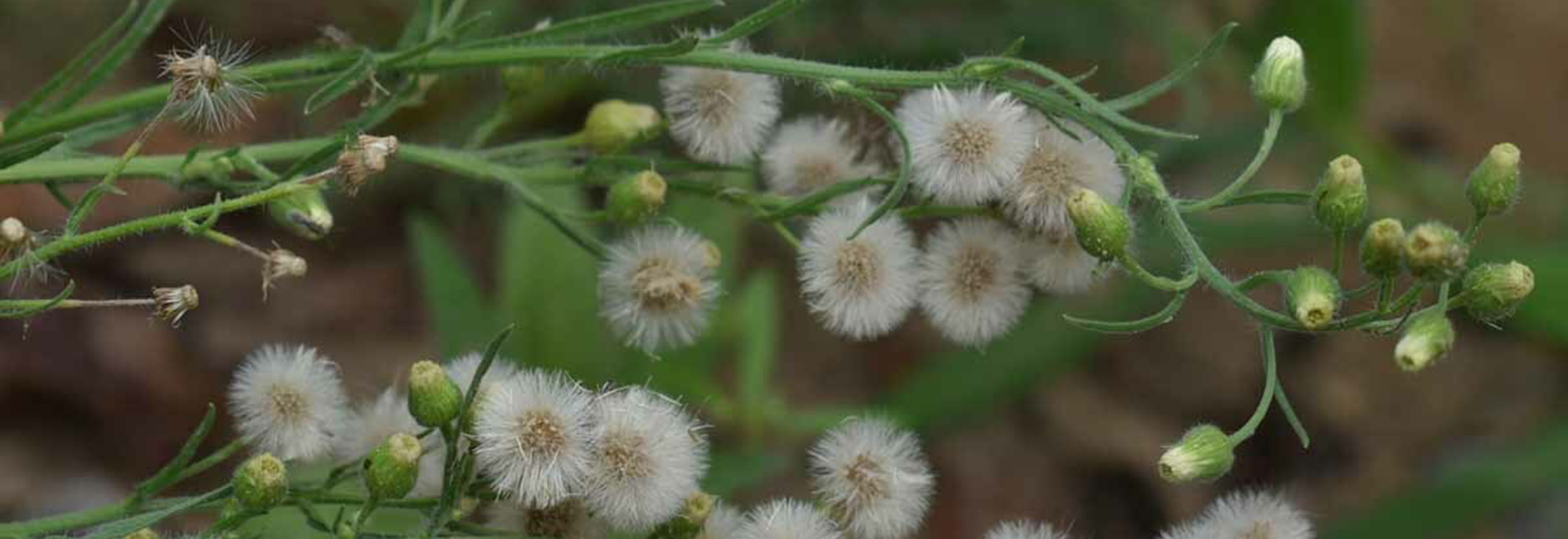 Flaxleaf fleabane flower and flower heads © Russell Cumming