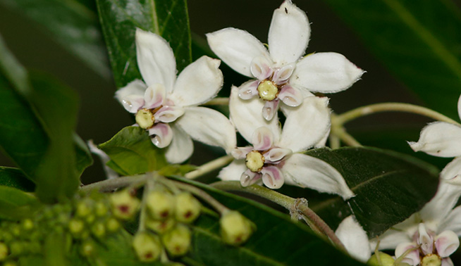 Narrowleaf cottonbush flower © Steve Dew
