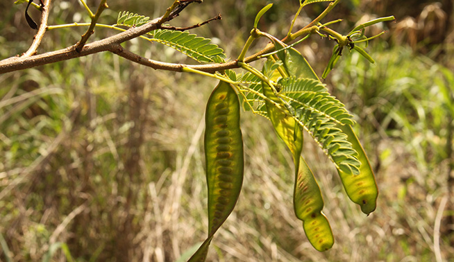 Leucaena seed pods © Darren Fielder 