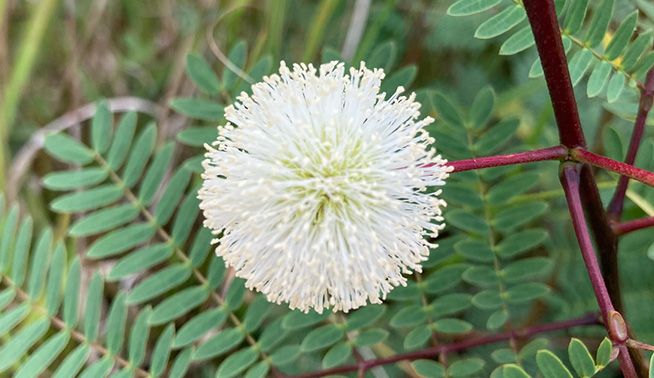 Leucaena flower close up © Thomas Mesaglio